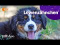 Keks und die Minikekse | LÖWENZÄHNCHEN | ZDFchen