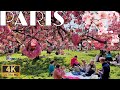 [🇫🇷Paris France 4K 120 FPS HDR Walking Tour] Best cherry blossom festival near Paris 11/April/2025