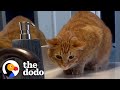 Meet The World's #1 Cat Dad | The Dodo