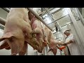 Pig Transport Method \u0026 Farm Technology - Million Dollars Pork Slaughter \u0026 Deboning Line In Factory
