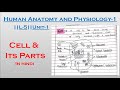 Cell \u0026 its Parts || Human anatomy and physiology-1||L-5||Unit-1|| B.pharma 1st sem |explain in hindi