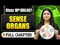 Sense Organs Complete Chapter in One Shot | Class 10 Biology | ICSE Board | LEGEND 2026