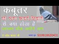 What happens by feeding pigeons? #Feeding Pigeons on terrace is advisable in Vastu Shastra