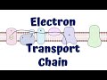 Electron Transport Chain Animation || ATP synthesis