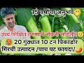 15 वर्षांचा अनुभव/ 20 गुंठ्यात 10 टन पिकाडोर मिरची! यशाचा पूर्ण फॉर्म्युला#मिरचीलागवड#शेतकरी