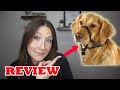 Dog Head Halti Review \u0026 Demo (DO THEY WORK?!)