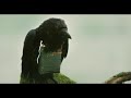 Four Lions - Brother Crow