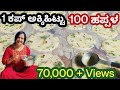 ಒಂದು ಕಪ್ ಅಕ್ಕಿಹಿಟ್ಟಿನಿಂದ 100 ಹಪ್ಪಳ ಮಾಡುವ ವಿಧಾನ |  Rice Flour Papad | Instant Papad|  The Veg Wonders