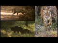 Magical 30 Minutes In Wild | Tadoba | Leopard | Maya Tigress | Sloth Bear | Big 3 Tadoba