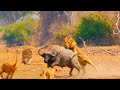 WILD SAVANNAH: RISE of the BABOON TROOP Against the Lions of the Grasslands | Wildlife Documentary