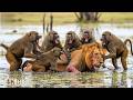 Baboons vs. Lions | The Most Brutal Revenge on the African Savanna | WILDLIFE DOCUMENTARY