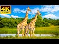 🔴 4K Unique Wildlife Of Chobe National Park, Botswana - Wild Animals Of Africa With Relaxing Music