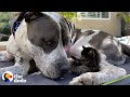 Even the Gentlest Pittie Dad Needs to Get Away From the Kids Sometimes | The Dodo