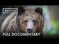 Grizzly: Yellowstone's Giant Predators | Grizzly | Full Documentary