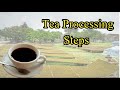 Tea Processing Steps | How Tea is Made | Types of Tea
