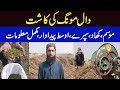Moong Cultivation in Pakistan | Moong ki kasht | Green Gram | Pulses Cultivation in Pakistan.