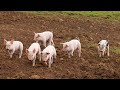 Relaxing With Happy Little Pigs | Farm Life with Peter Baeten