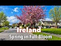 4K driving Tour - Dublin Ireland 2026 | Phoenix Park - The Charm of Spring Season | UHD 60FPS 