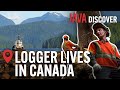 The Real Lives of Loggers in Canada: From Forest to Factory | Canadian Lumberjack Documentary