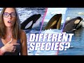 These Orcas Are So Different They Might Be New Species