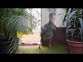 Shoebill stork clattering sounds like machine guun~!! (Japan Matsue Vogel Park)