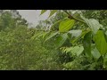 Sleep, Study or Focus with Rain Sounds in The Woods White Noise | 10 Hours