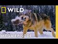 Dangerous, Deadly Games | World's Deadliest MEGA Episode | Nat Geo Animals