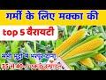 गर्मी में मक्का की कौन सी वैराइटी लगाएं|मक्का की ‌top 5 वैरायटी|Makka ki best variety|Makka ki kheti