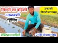 उन्हाळी मिरची पहिली आळवणी ड्रिंचिंग | Unhali mirchi lagwad |Chilli drenching | milind bhor