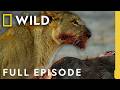 Survival at a Price (Full Episode) | Savage Kingdom Compilation | Nat Geo Animals