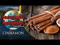 Saamagri Sampatti  Aur Sauda - The Story Of Cinnamon | Birth of Cinnamon Trade in India | Epic