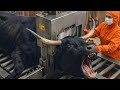 Inside the Bull Horn Leather Factory – (Full Process) How Million-Dollar Goods Are Made