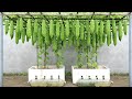 Bitter Melon: Simple Tips To Reuse Aloe Vera To Grow Bigger and Higher-Yielding Bitter Gourds