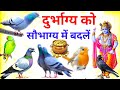 पक्षियों को दाना डालने से क्या लाभ होता है? | Benifits Of Feeding The Birds and Animals ज्योतिष उपाय