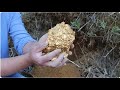 Australian gold prospectors use mining tools to unearth large gold nuggets worth millions