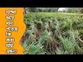 ধান পড়ে গেলে সহজে তুলবেন কিভাবে? ধান পড়ে গেলে সহজে ক্ষতির হাত থেকে বাঁচবেন কিভাবে?