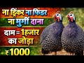 ना फीड ना फार्म 1हजार का जोड़ा  |  Guinea Fowl farming | Desi chakor palan