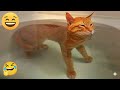 You Laugh You Lose 😅 Funniest Cats and Dogs 2026 🐈💞 Part 22