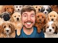 I Adopted 100 Dogs!