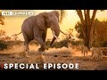 Powerful Hunters: Clash of the Titans | SPECIAL | Nature Animal Documentary