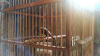 Burung Mantenan Abu Abu Mp4 Hd Video Wapwon