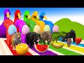 5 Giant Duck Cartoon, Paint \u0026 Animals Lion, Gorilla, Bear,Tiger , Cow Wild Animals Crossing Fountain