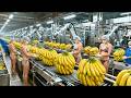 Inside a Banana Juice Factory: How Robots Harvest \u0026 Make Fresh Banana Juice (Full Process)