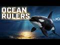 The True Rulers of the Ocean: Orcas | Animal World