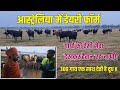 आस्ट्रेलिया में डेयरी फार्म॥गायों की ऐसी सेवा देखकर हैरान रह जाओगे।300 गाय एक साथ देती है दूध ॥