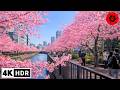 Tokyo Cherry Blossoms 2026 - Ealy March Sakura - 4K HDR
