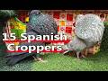 All Spanish Croppers Explained -  Complete Guide to Spain’s Most Impressive Pouters