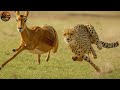 Wild Africa: Cheetah Predator on the Savanna| Wildlife Documentary | Claw Wildlife
