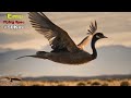 Birds Speed Comparison in 3D | Most Fastest birds Comparison Part 1