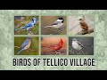 Birds of Tellico Village-Ep. 1